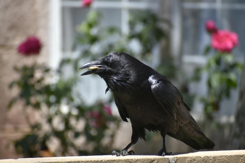 a bird with it's beak open sitting on a ledge