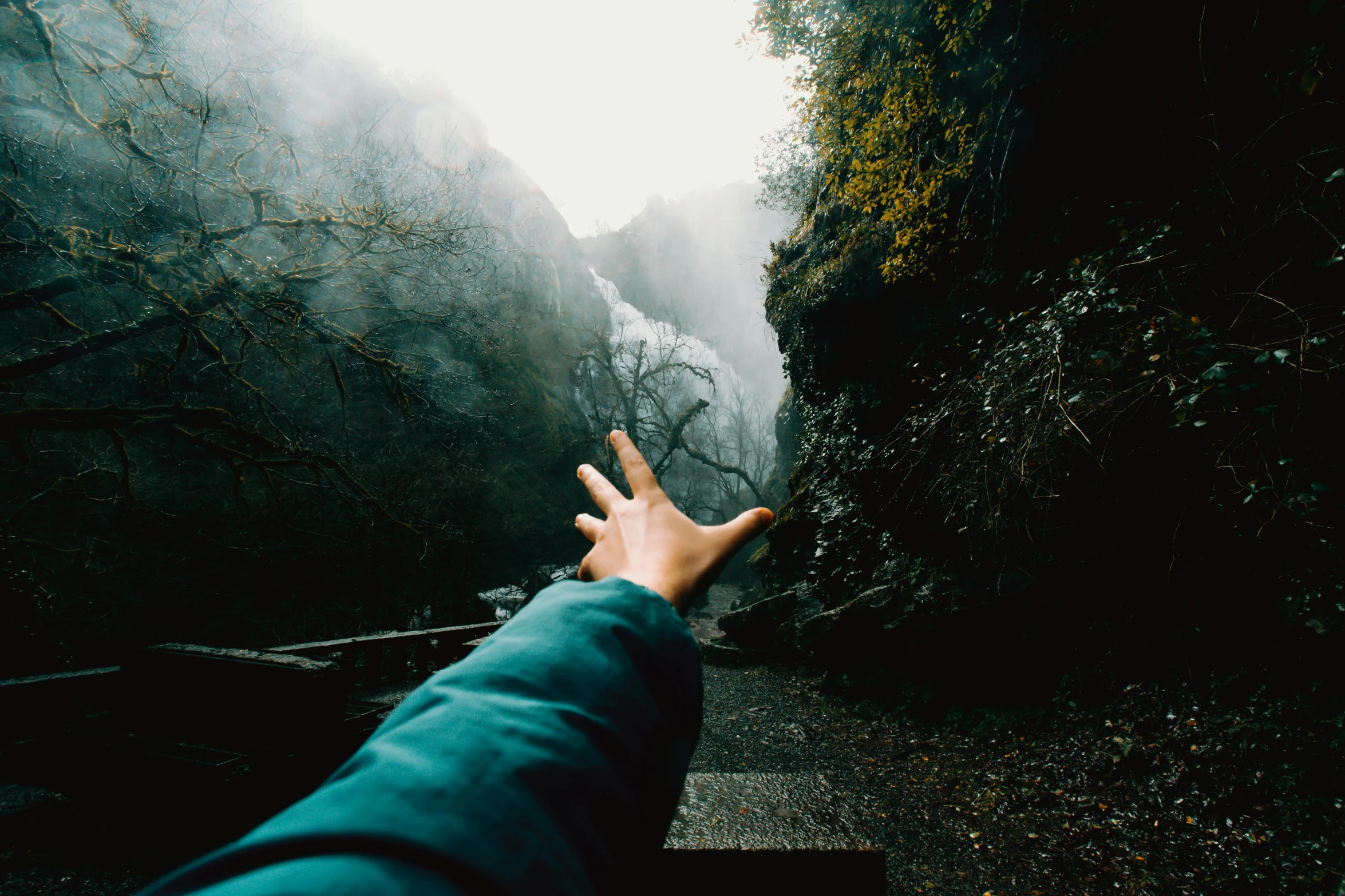 someone reaching out in the woods for water