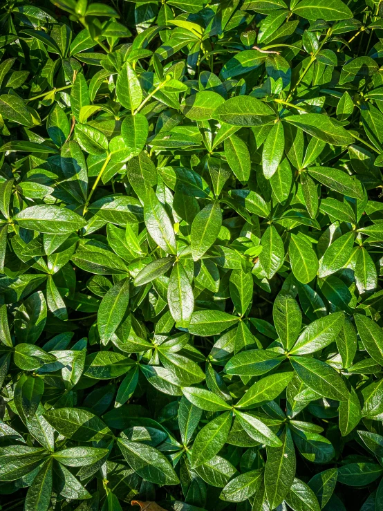 a green bush with several leaves growing