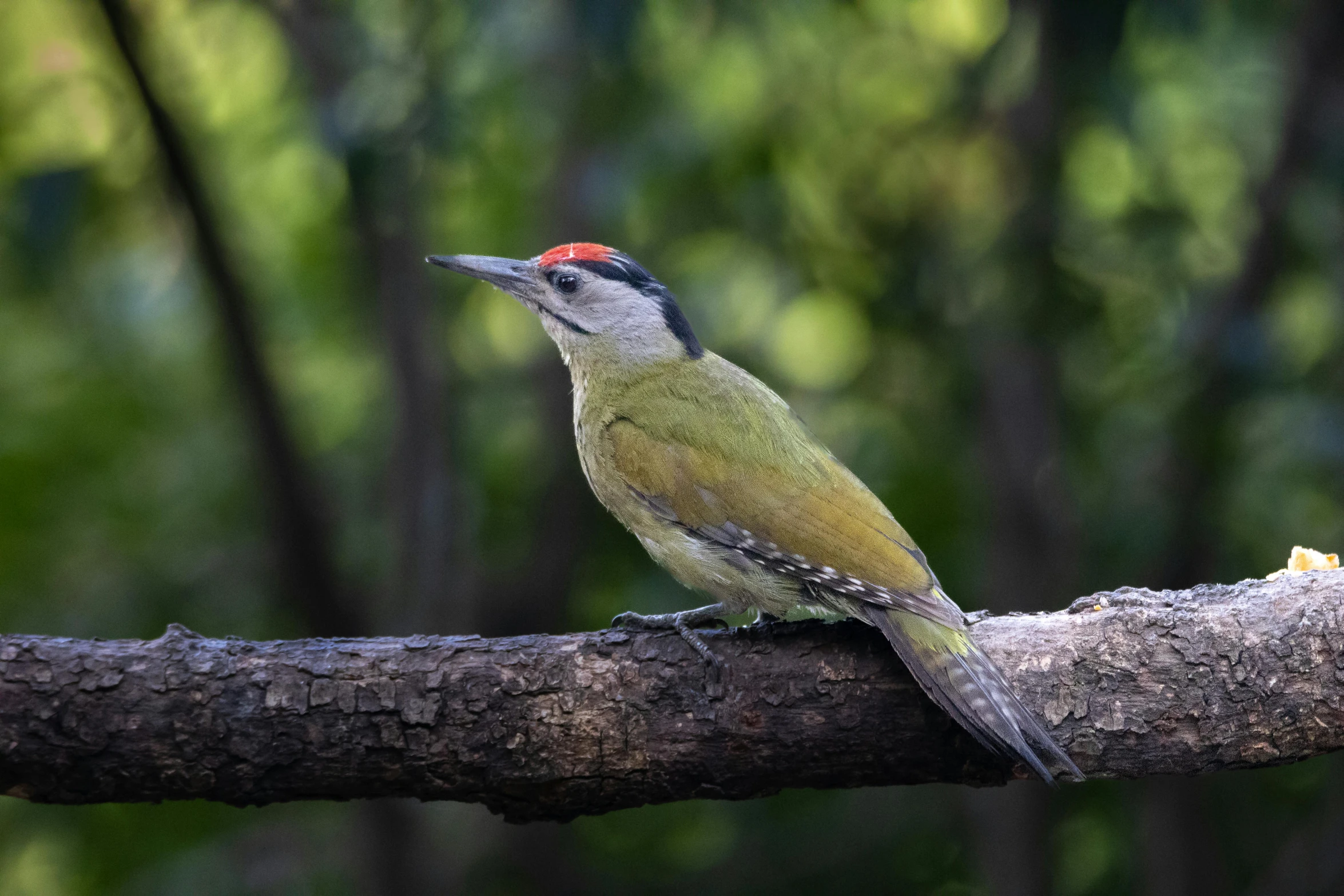 a bird perched on top of a tree nch