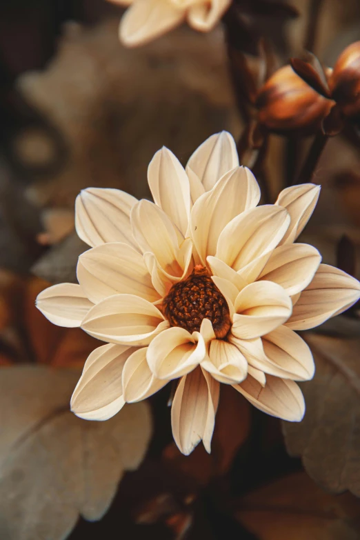 a yellow and white flower surrounded by leaf