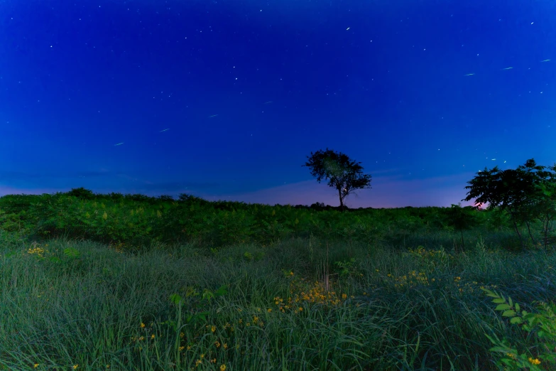 a field that has two trees in it