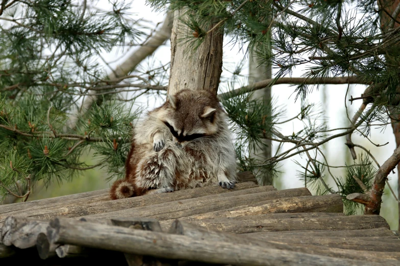 an owl is perched in the trees near the wooden beams