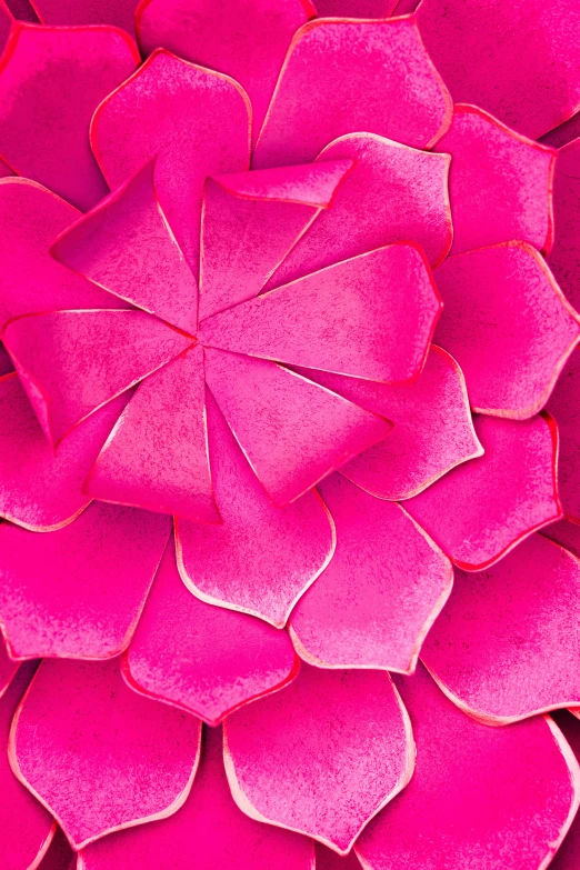 pink flower petals on the top of the petals