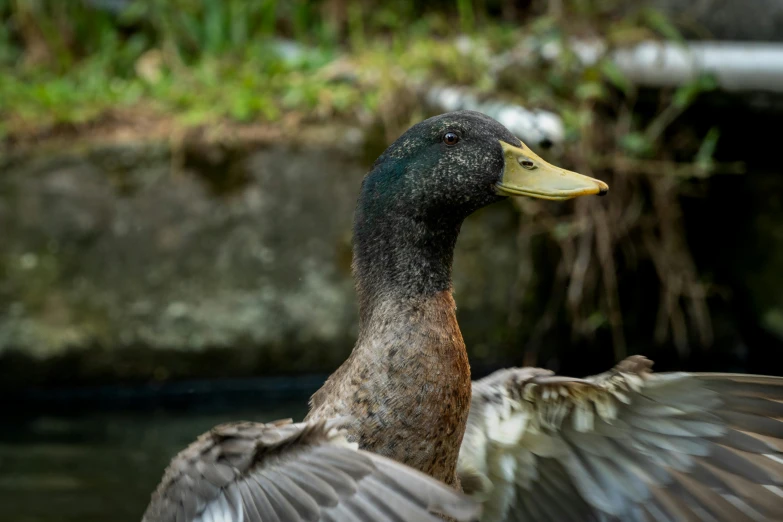 a duck with its wings spread out