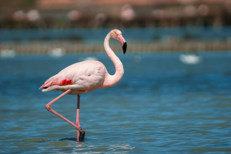 a pink flamingo is standing in water near shore