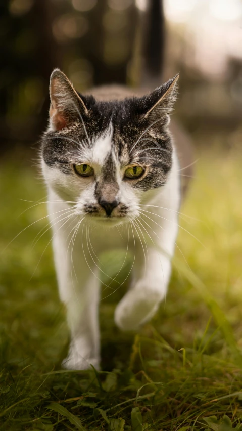 a cat with green eyes walking through grass