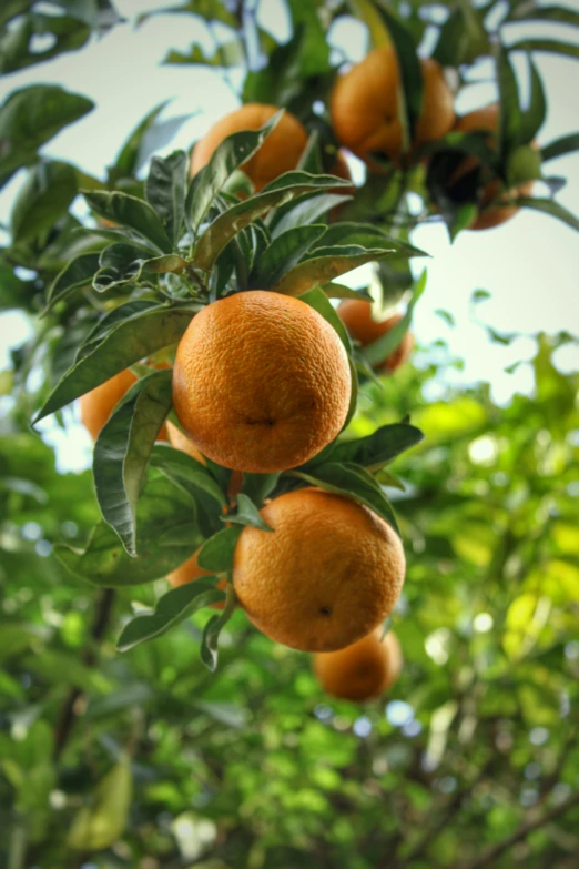 a tree filled with lots of oranges hanging from it's nches