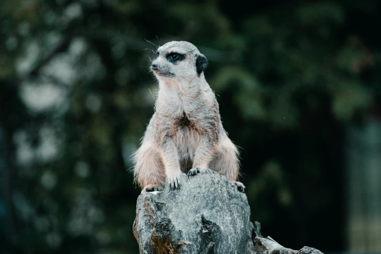 a small meerkat standing on top of a rock