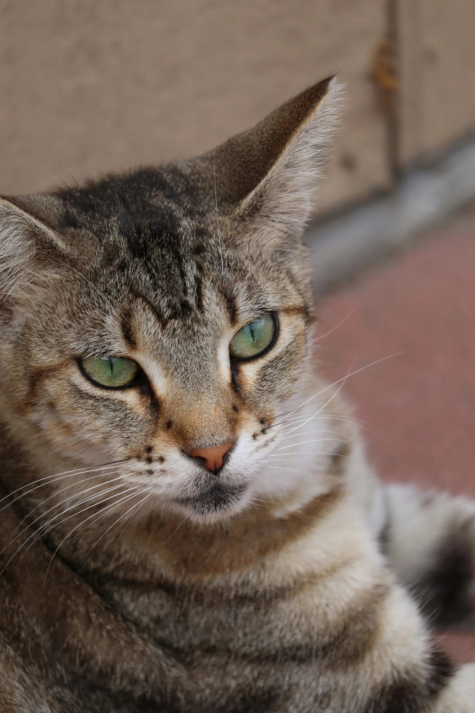 a close up of a cat laying down on a floor