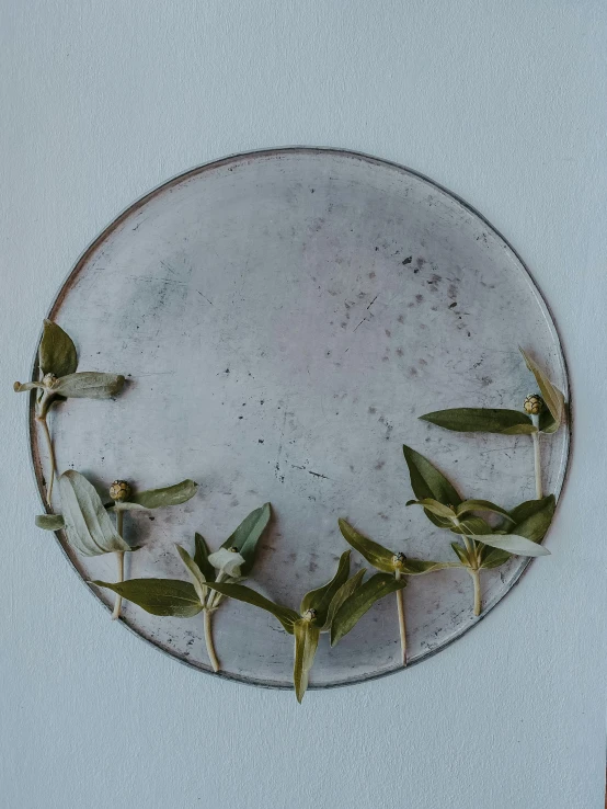 four little plants sit on top of a plate