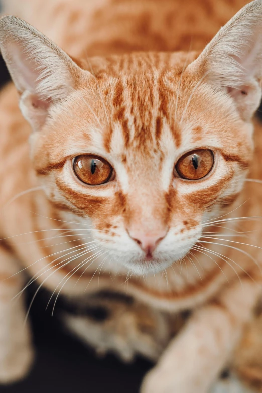 a cat is posing for the camera, very close up