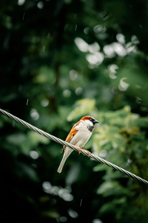 a bird sitting on a wire in the rain