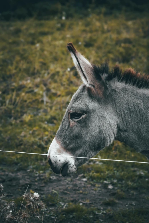 an adult donkey behind a rope looking back