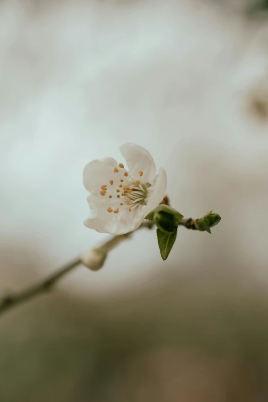 flower on a tree nch near white clouds