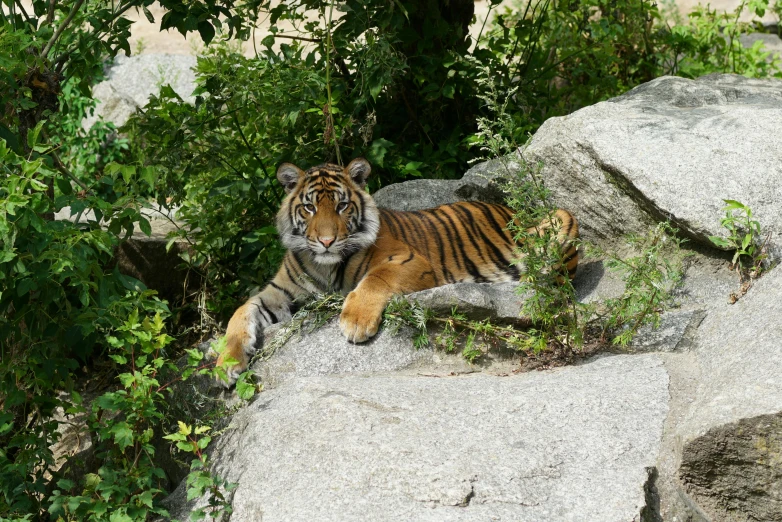 a tiger lying on the ground near rocks