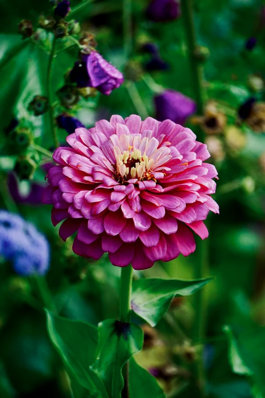 a close up of pink and purple flowers