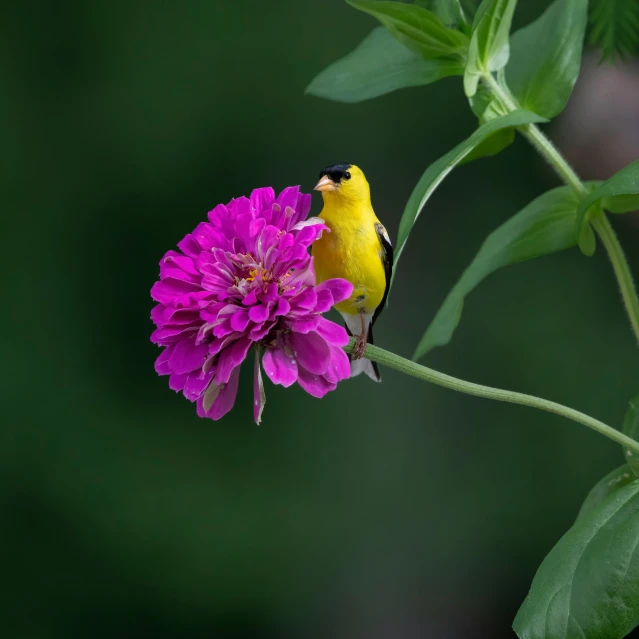 a bird perched on top of a purple flower