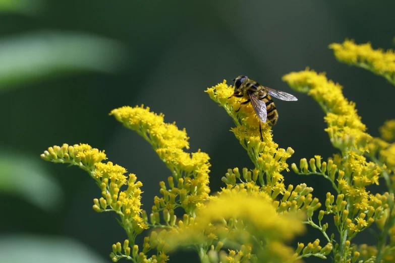 a bee sitting on a yellow flower near green leaves