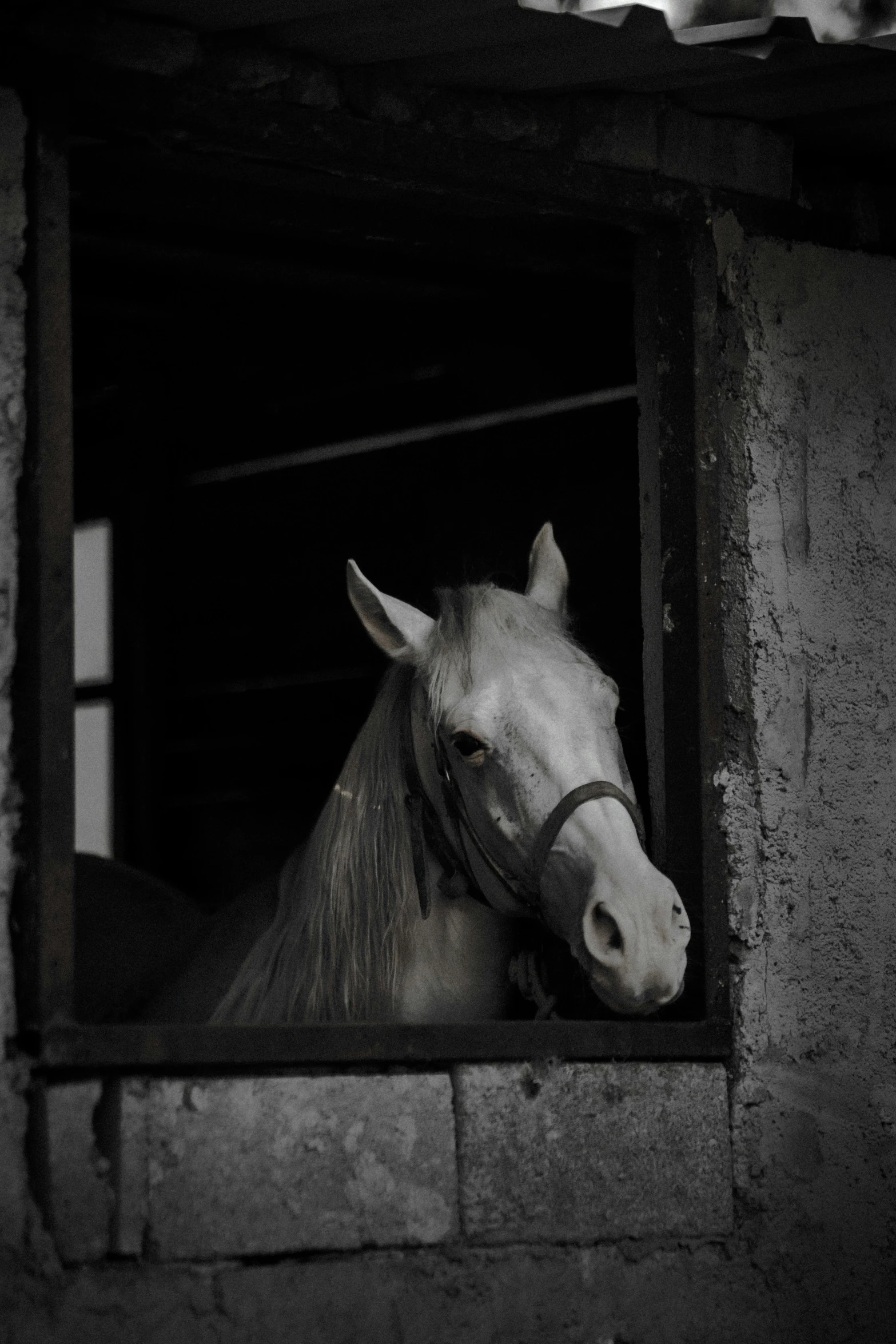 black and white po of horse looking out through window