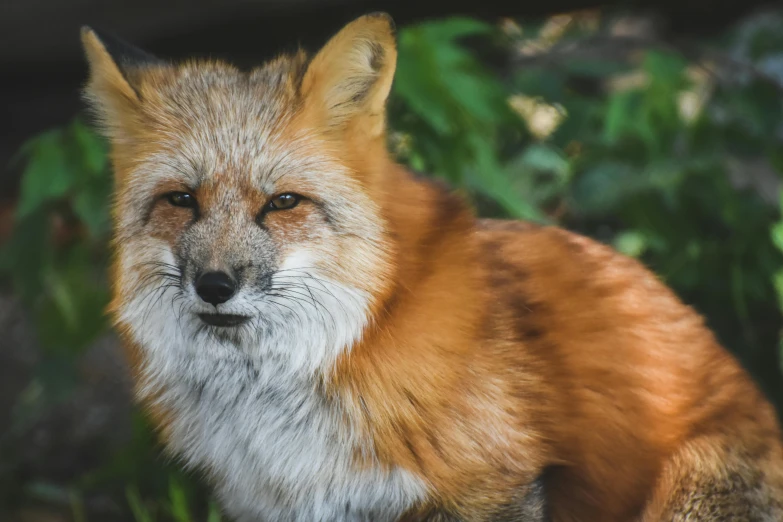a red fox is sitting in the middle of some bushes