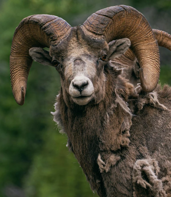 a ram with very large horns looking to its left