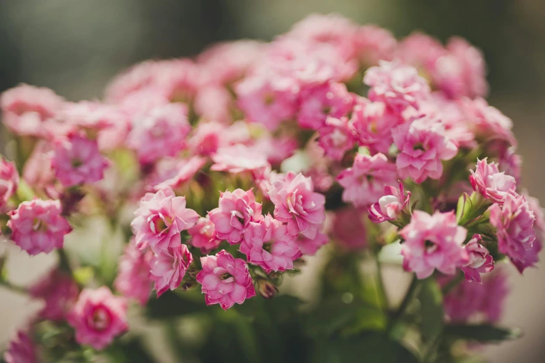 many pink flowers that are blooming together