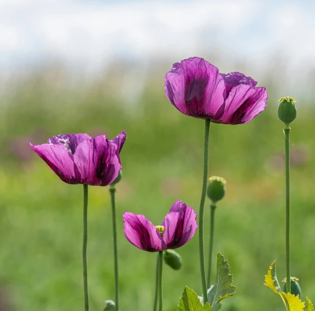 three flowers that are purple in a field