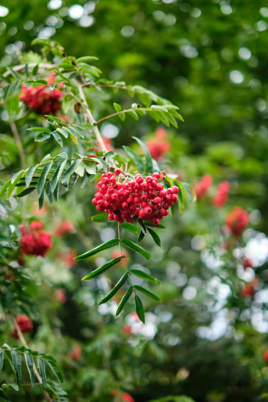 a plant with some very bright red flowers