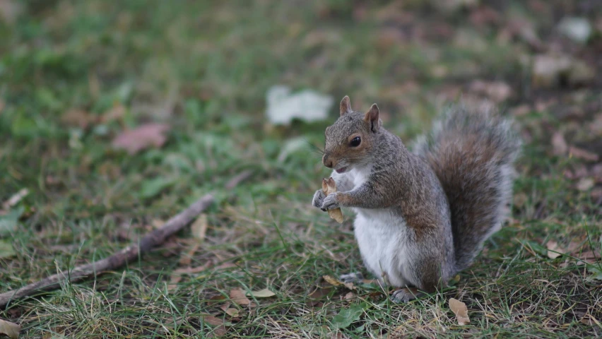 a squirrel sitting in the grass and holding soing in its mouth