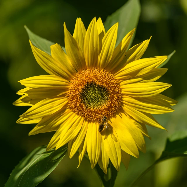 the sunflowers bloom well, but the bee can't keep it out