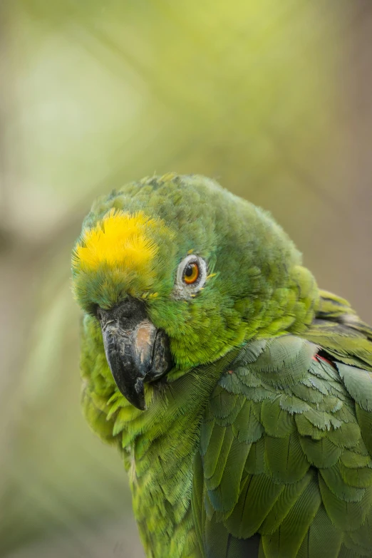 a close - up of a green and yellow parrot with yellow eyes