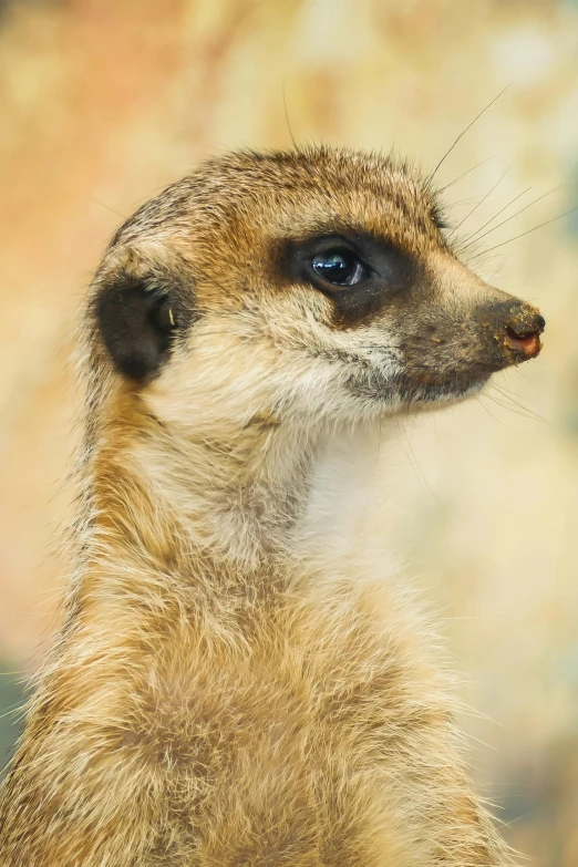 a meerkat staring up with long whiskers on it