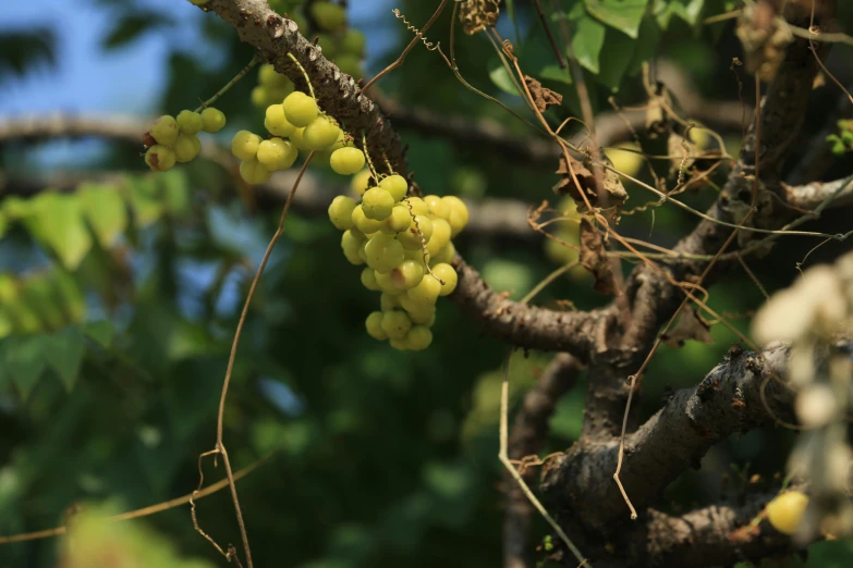 the fruit is still growing on the tree