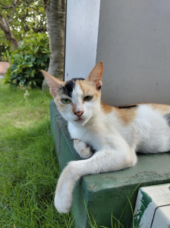 a close up of a cat laying on a step