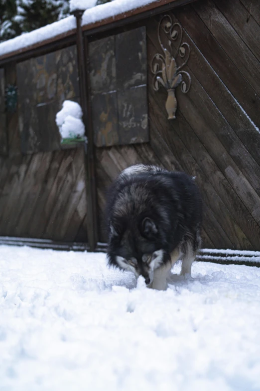 black and white dog smelling a ball in the snow