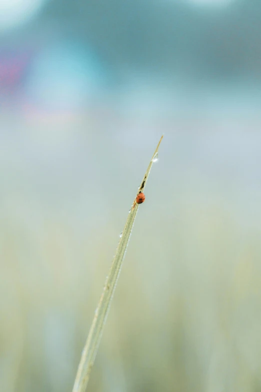 a bug that is on top of a grass