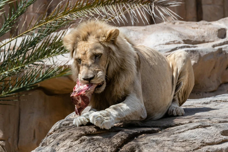 a lion laying on a rock eating a piece of meat