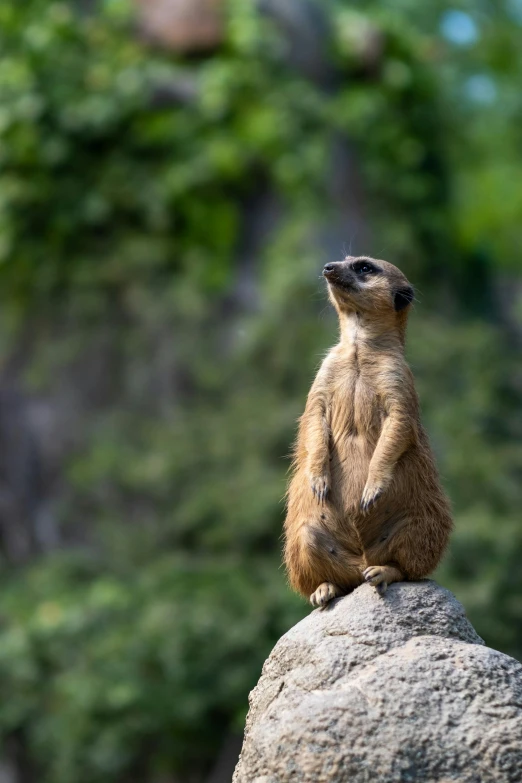 a small animal standing on top of a rock