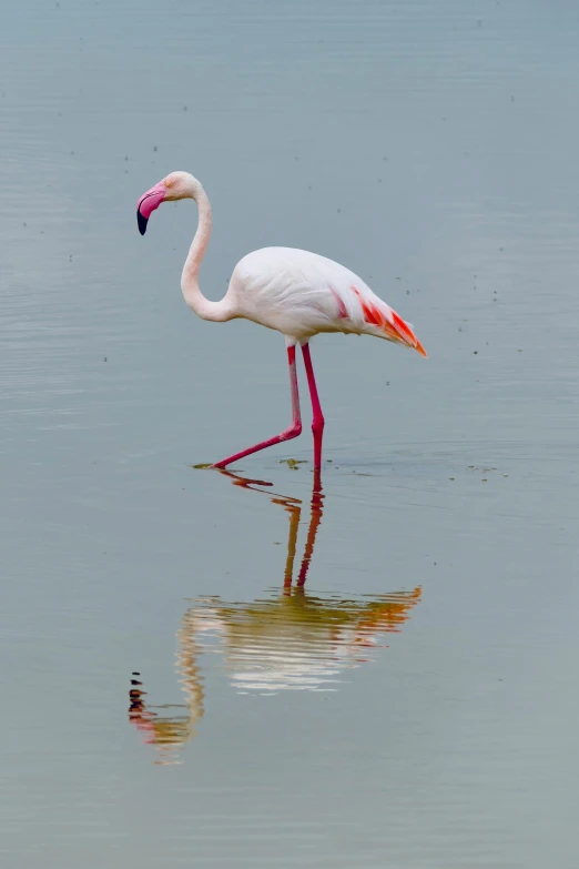 a pink flamingo wading through the water