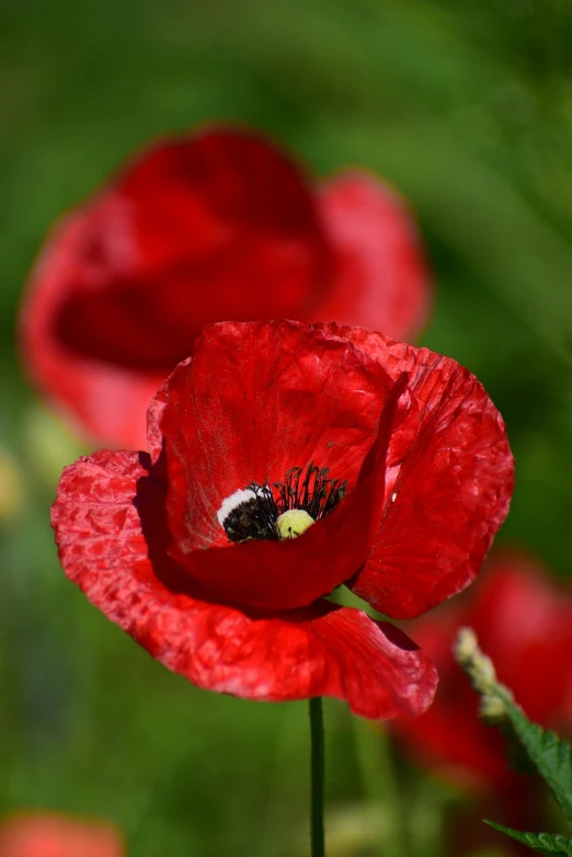 a red flower with a bee is surrounded by bright green leaves