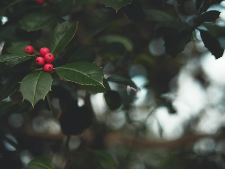 a nch filled with red berries sitting on top of green leaves