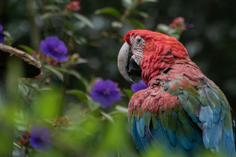 a parrot sitting in the middle of a tree filled with purple flowers