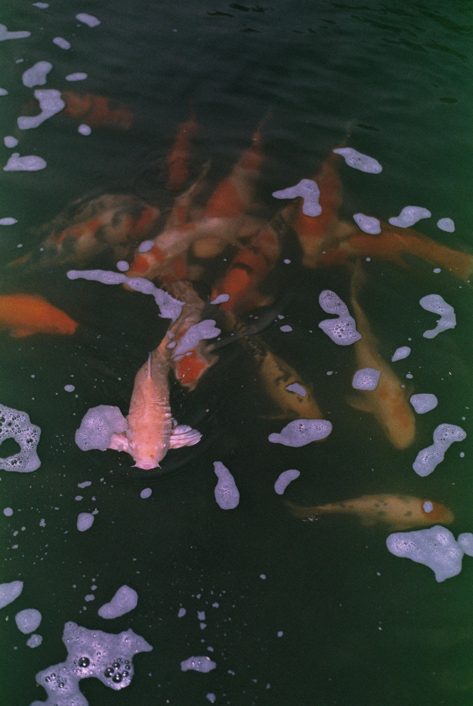 a group of colorful fish swimming in water