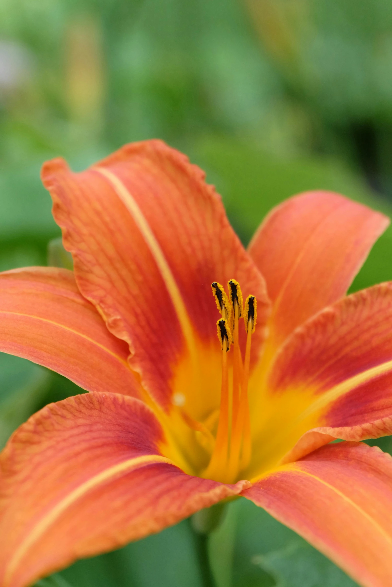 orange flowers with very bright orange petals blooming from a stalk