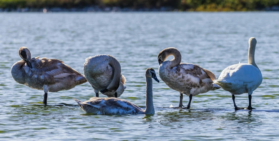 a group of pelicans stand in the water near rocks