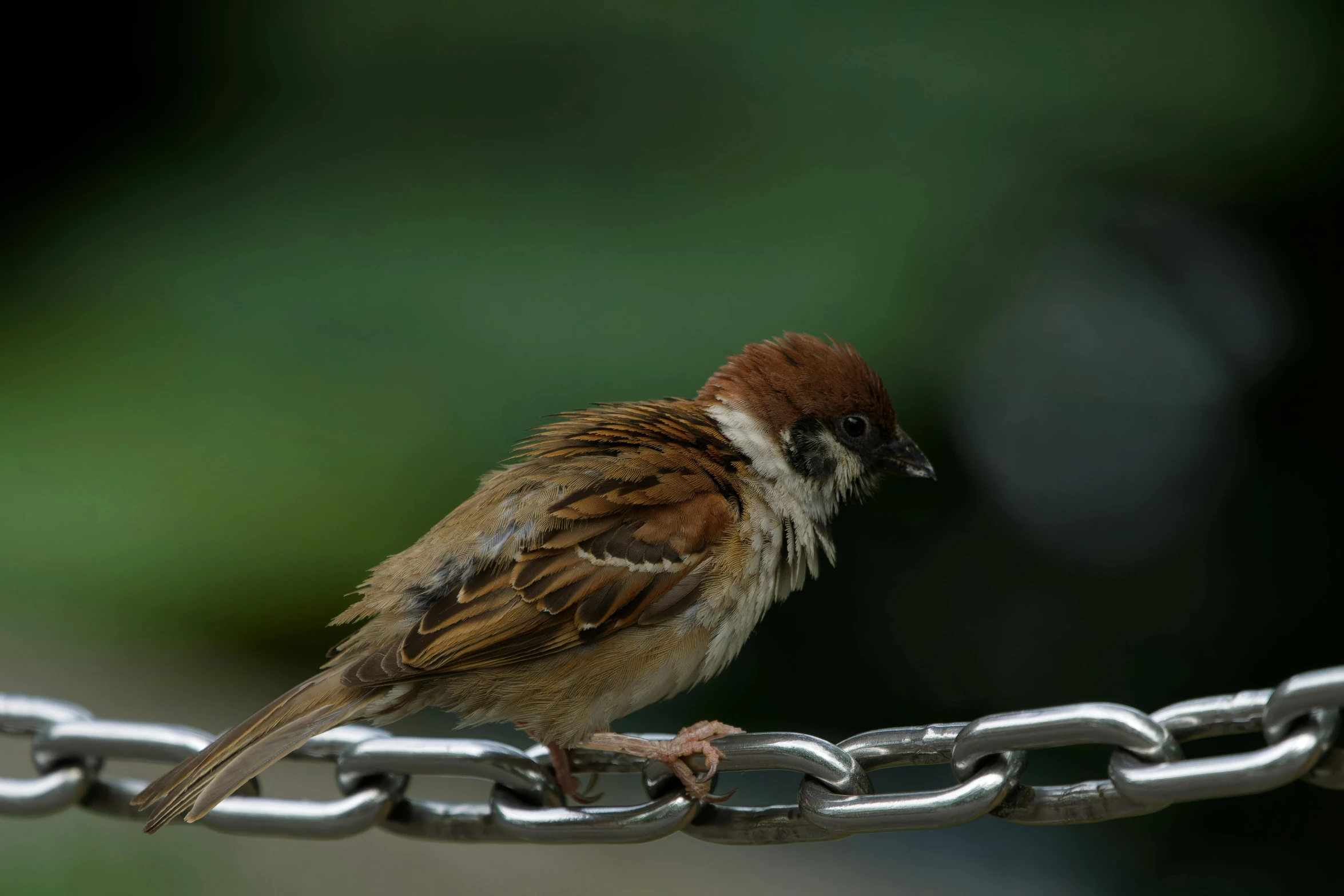 a small bird is perched on the edge of a fence