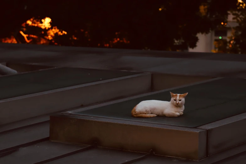 an orange and white cat sitting on top of a metal structure