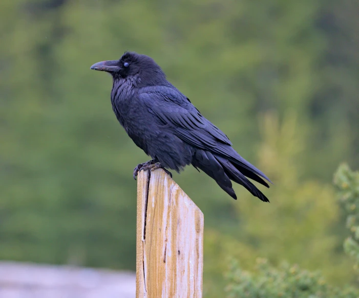 black bird with a black beak is perched on a wooden post