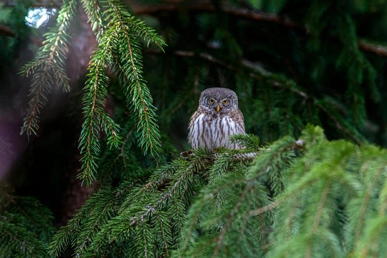 a small owl perched on the nch of a pine tree